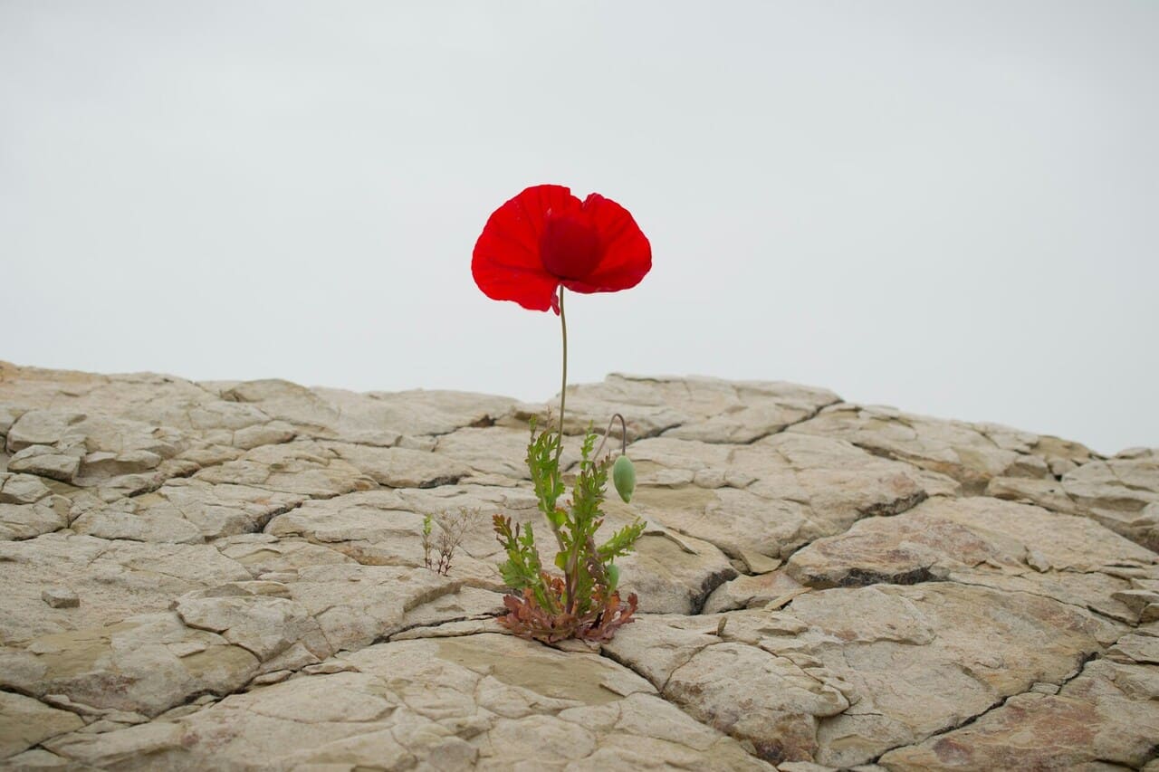 Ne pobjeđuju savršeni